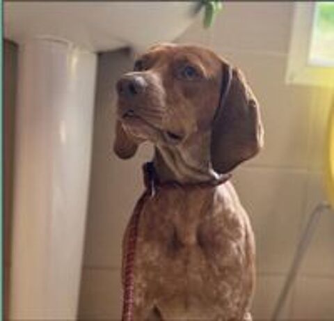   UNIK mâle type pointer 3 ans 