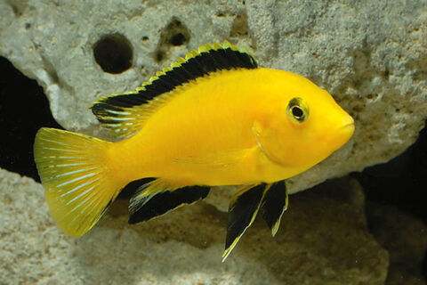 Cichlids jaune Labidochromis 13007 Marseille