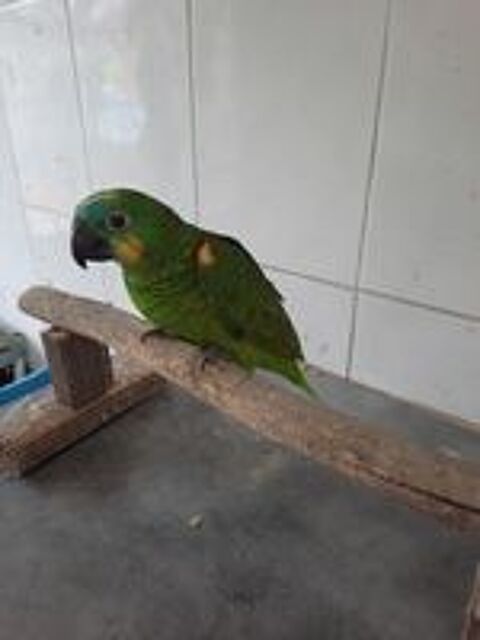   Amazone front bleu  