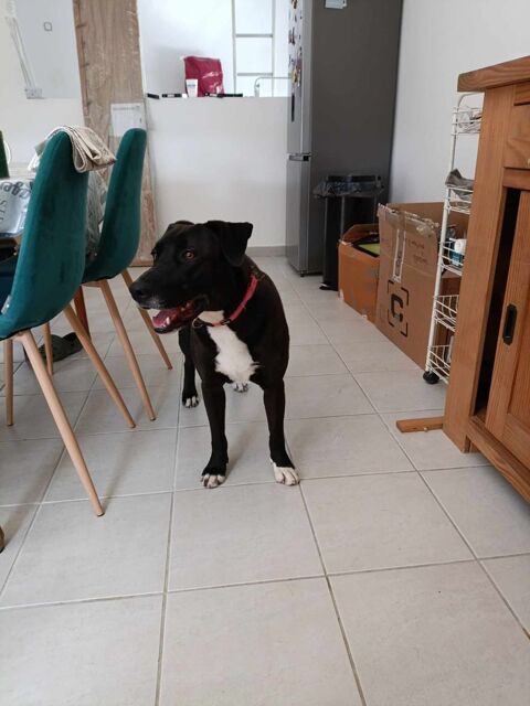 chien PLUME à l adoption 210 26130 Saint-restitut