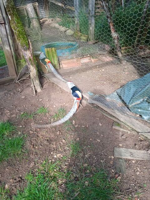 Faisan lady Amherst 21540 Dr�e