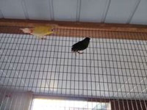   Oiseaux. Kittlits  male 