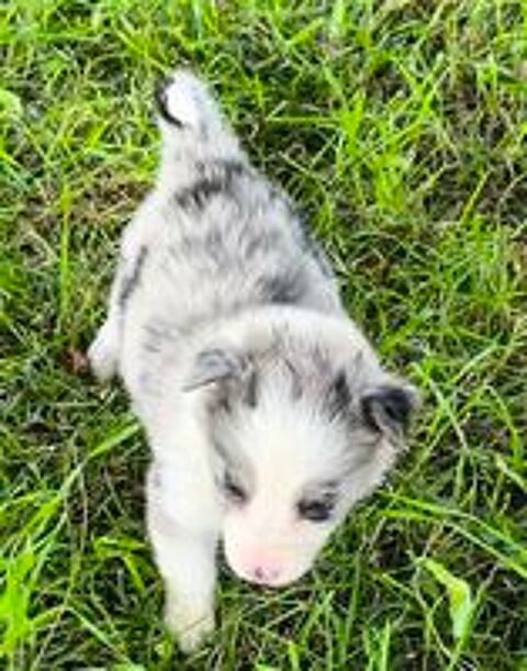   Chiots border collie 