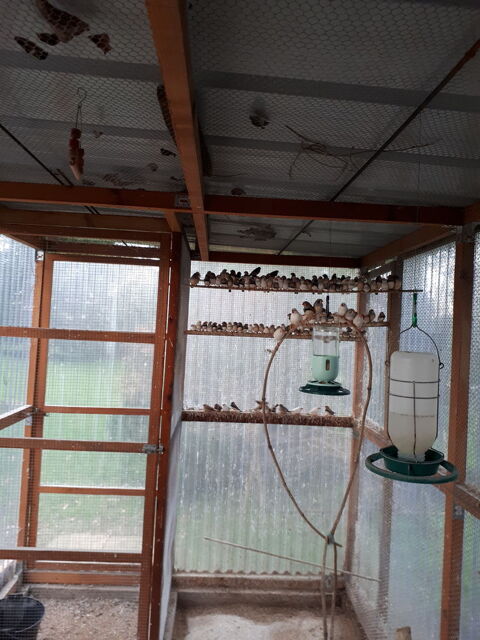 Diamants mandarins- Perruches ondulées-calopsittes 10 71370 Saint-germain-du-plain