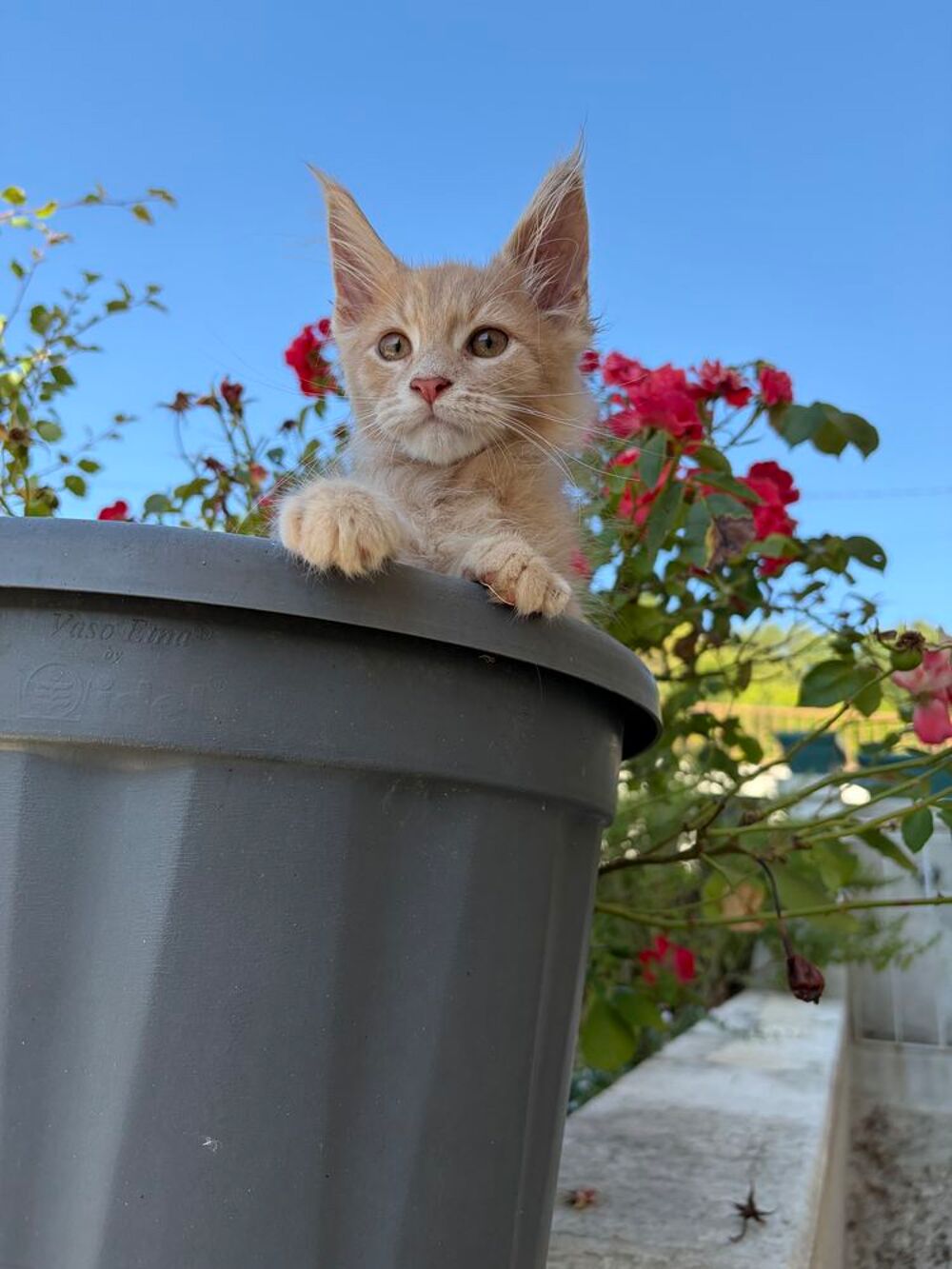   Maine coon  