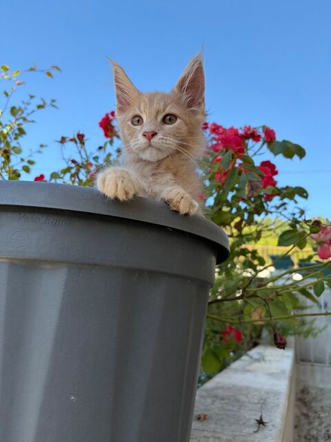 Maine coon 900 75010 Paris