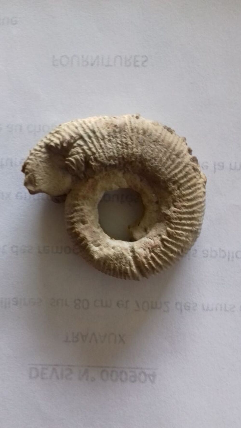 Ammonite de 4,8 cms trouv&eacute;e &agrave; Theziers 