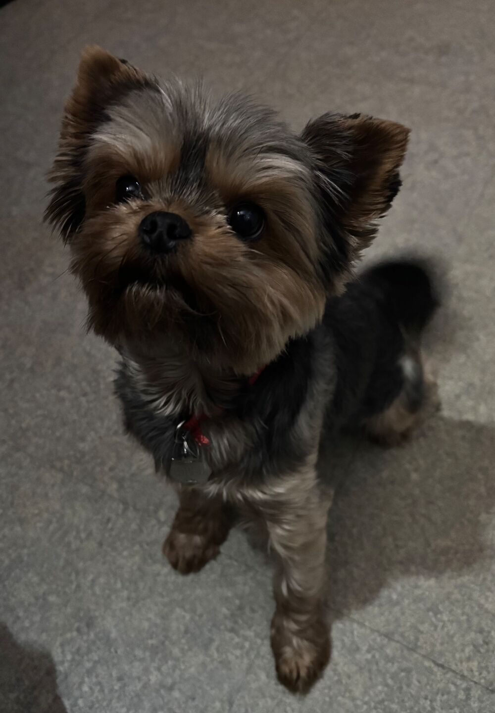   Femelle Yorkshire Noir et feu  