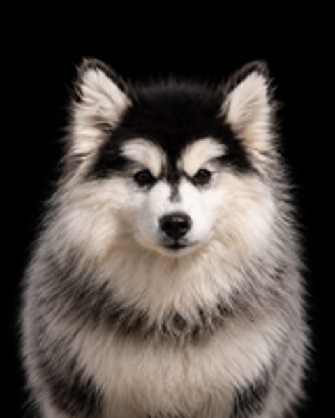   BONBECK ? Femelle Pomsky F3 
