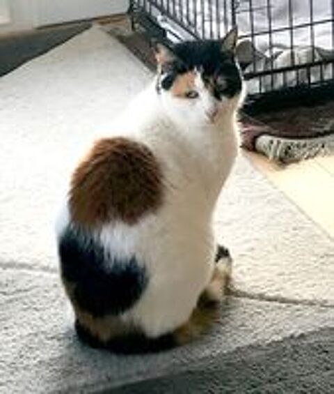   ISABELLE et OASIS, chattes de 6 ans, seules ou en duo 