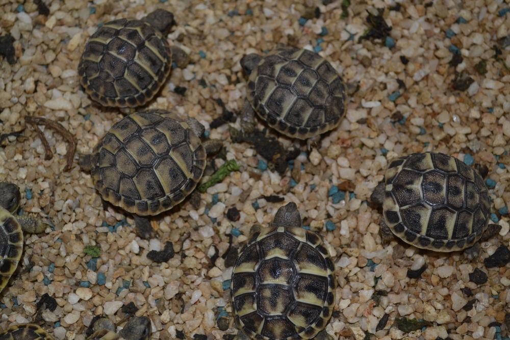   Bébés tortues 