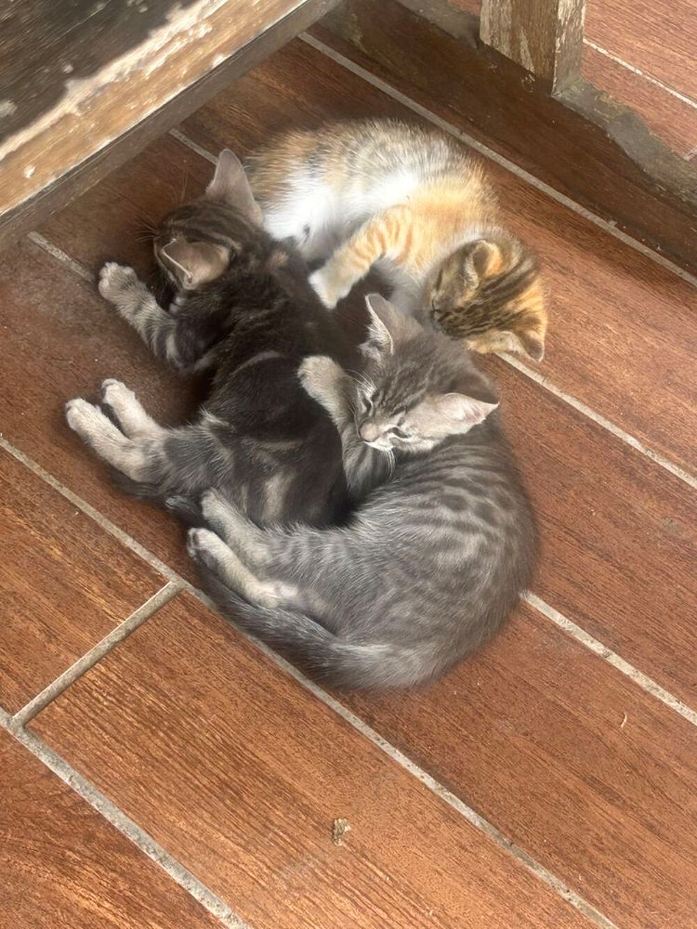  Dons chatons 
Localisation Martinique 