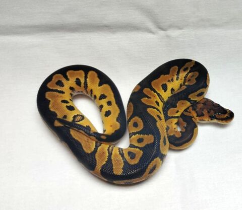 python regius , 60 21130 Ath�e