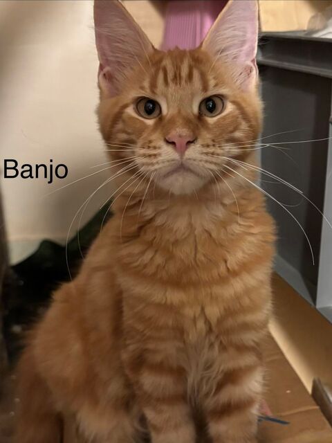 Magnifique chatons Maine coon 850 91670 Angerville