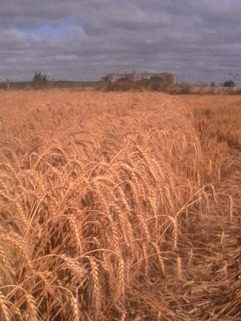 Stock de grain- SON DE BLE 155 59285 Buysscheure