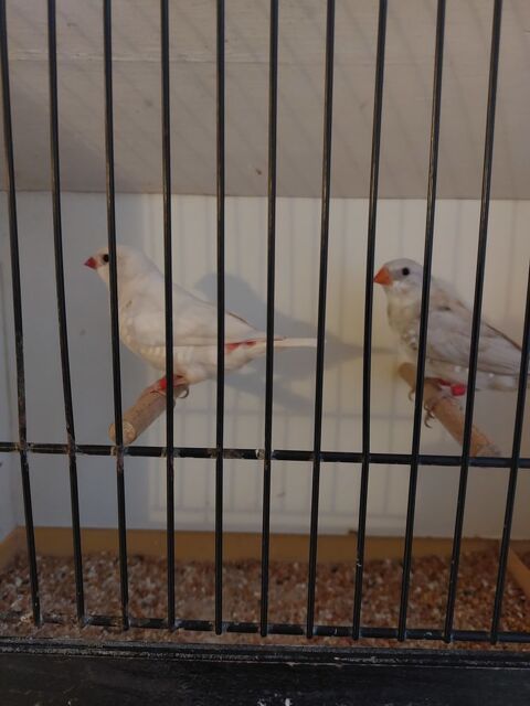 Diamants Gouttelettes 40 59670 Bavinchove