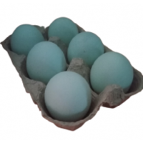   Oeufs  couver 