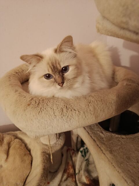 Sacr&eacute; de Birmanie  650 89340 Villeneuve-la-guyard