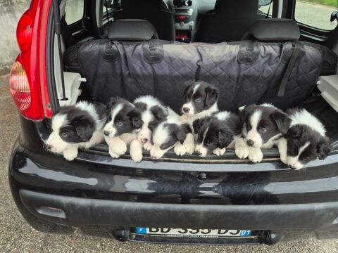 Chiots border-collie lof 950 38150 Salaise-sur-sanne