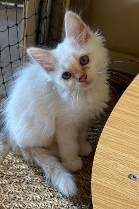Magnifiques chatons Sacr&eacute; de Birmanie LOOF 850 02700 Tergnier