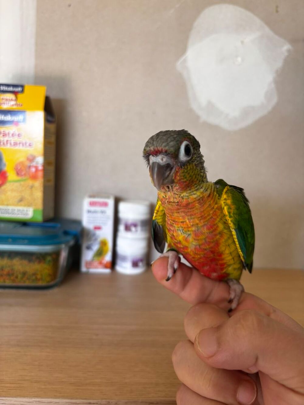   Conure Hypoxantha EAM 
