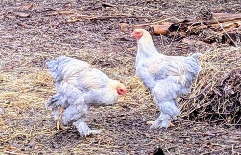 Magnifique jeune coq Brahma Isabelle 20 64460 Aast