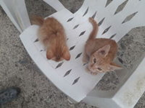   Donne contre bons soins  chaton  
