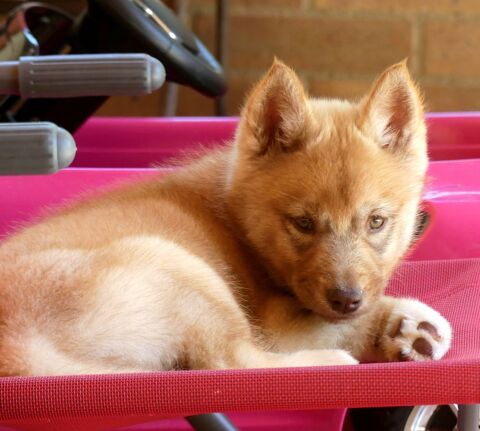 Chiot husky LOF 1100 91650 Breuillet