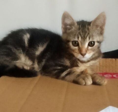Chaton &agrave; adopter 0 72230 Mulsanne