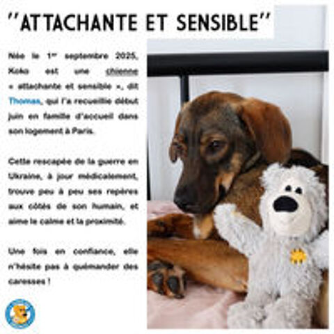   KOKO SE TROUVE ACTUELLEMENT EN FAMILLE D'ACCUEIL SUR PARIS 