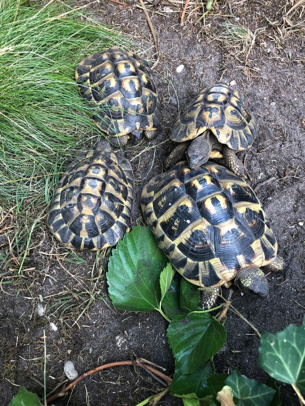   Tortues Boettgerie. 