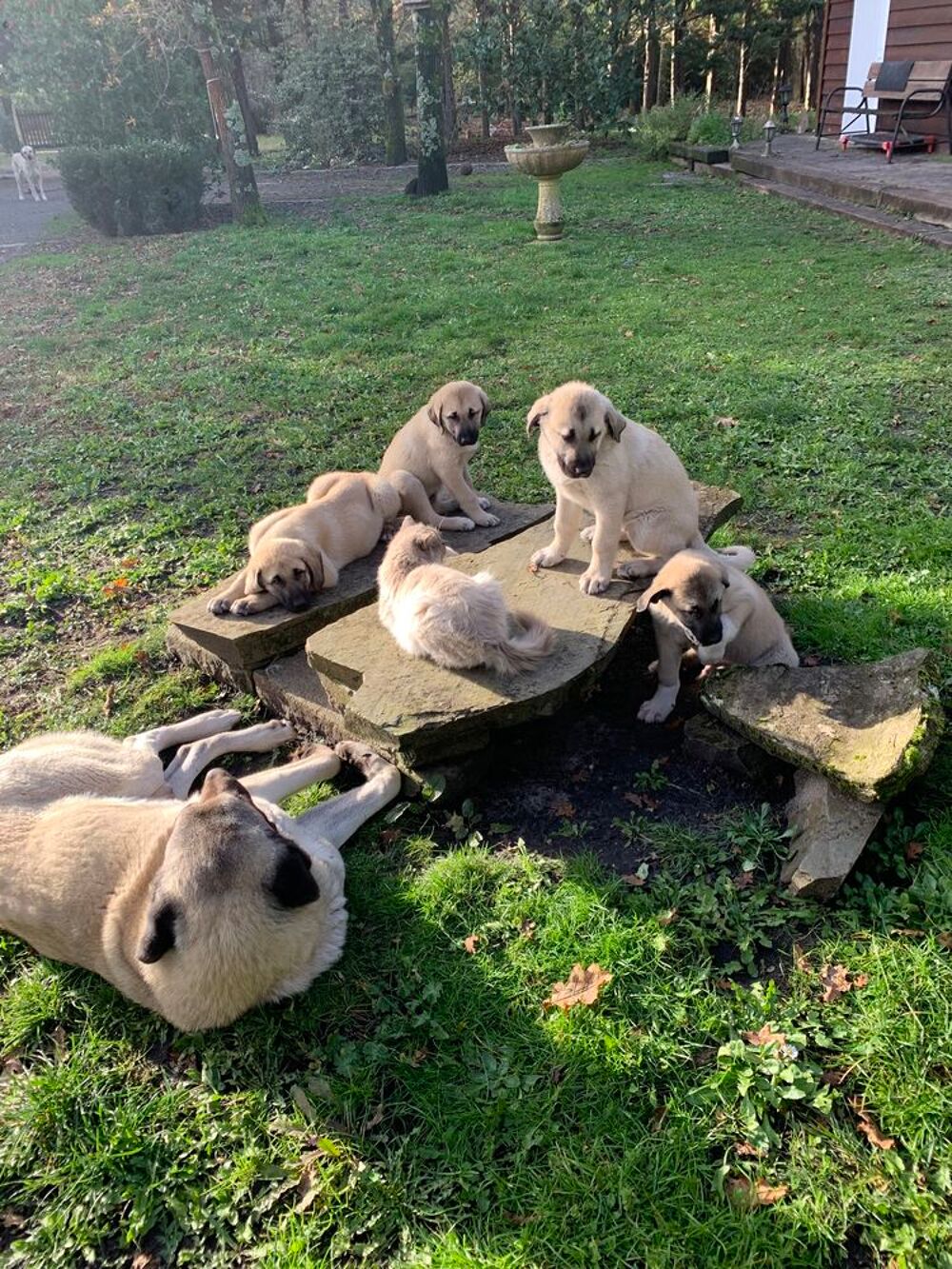   chiots kangal LOF 