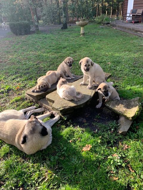 chiots kangal LOF 33160 Saint-mdard-en-jalles
