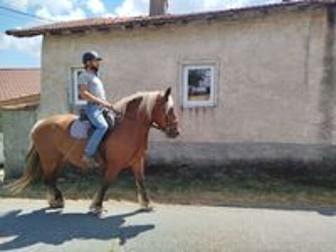   Menotte, Jument Comtoise PP de 4 ans 