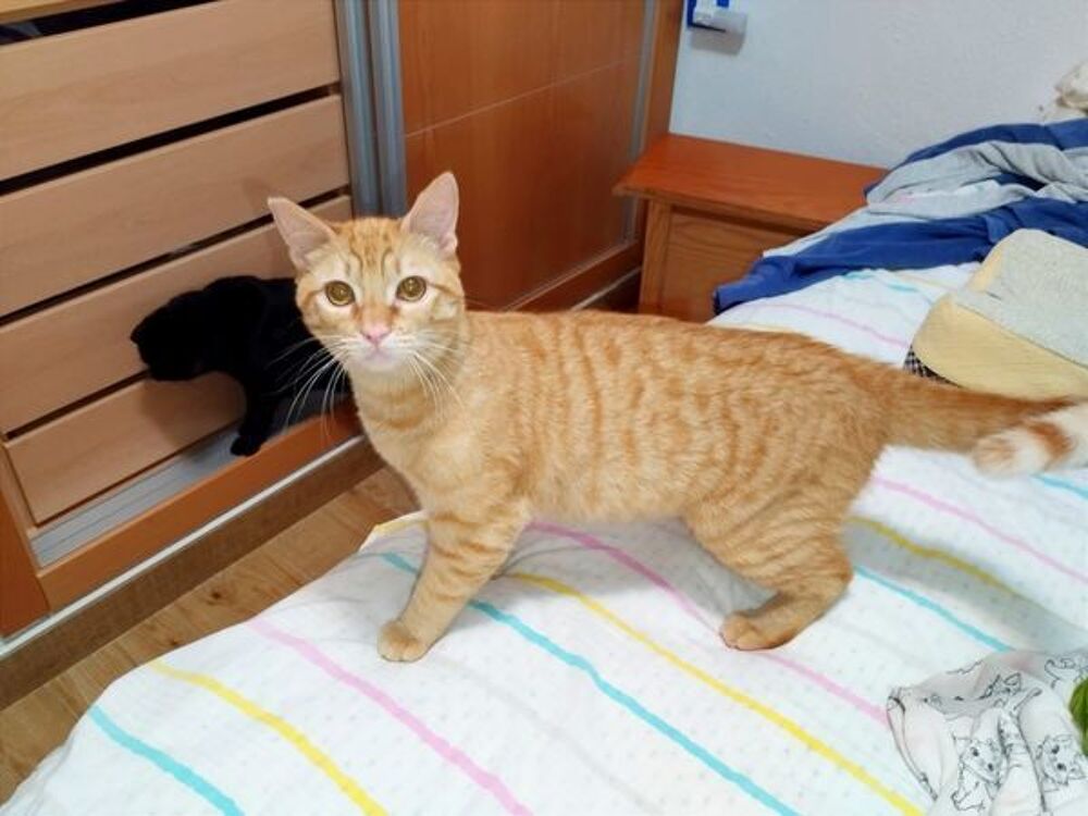   SIMON 