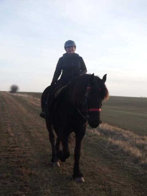 Frisonne a monter 0 28700 Auneau