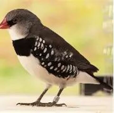   recherche oiseaux exotiques 