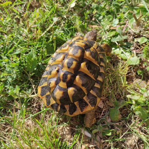 Tortue de terre hh 180 30320 Saint-gervasy