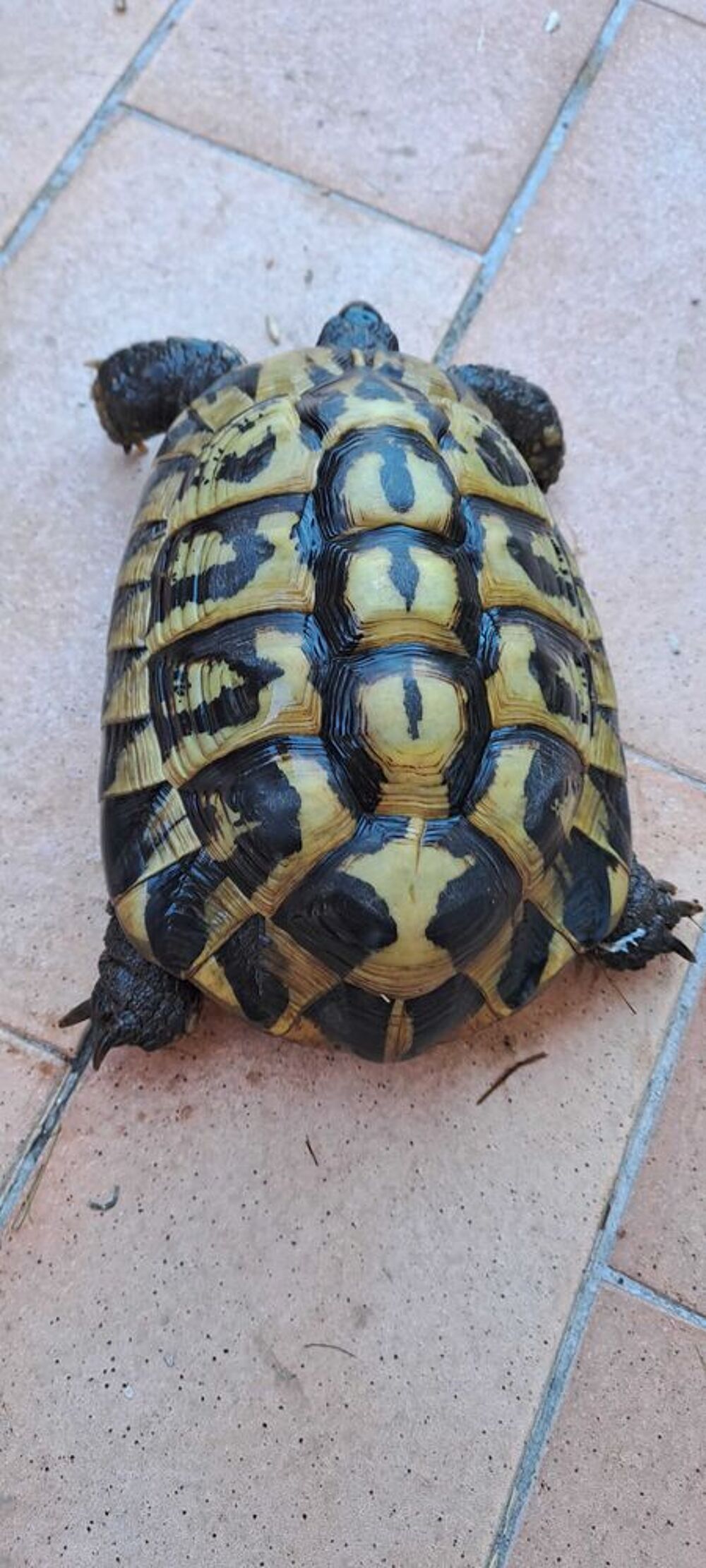 tortue terrestre Jardin