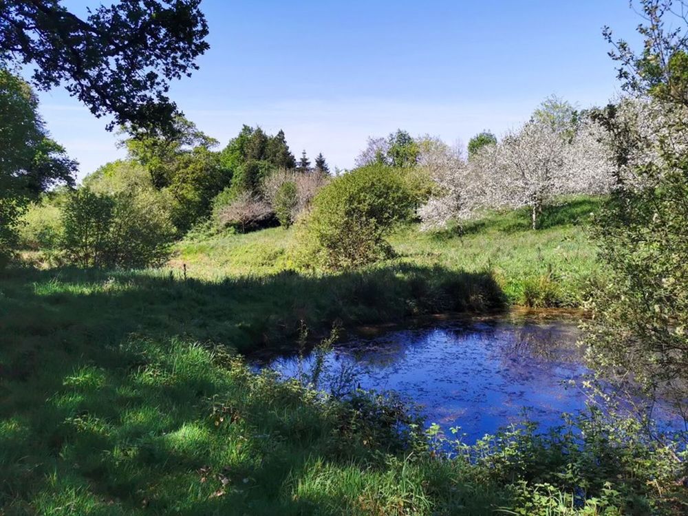 Vente Terrain Rare pépite bois, verger, ruisseau Poullaouen