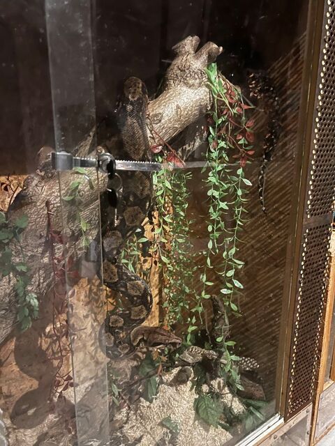 terrarium avec son boa Candé (49)