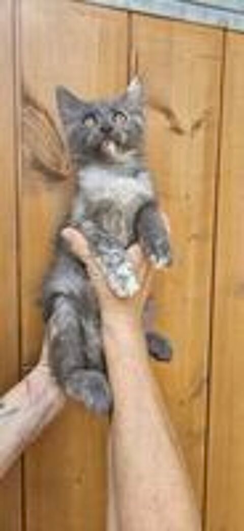   Caniches nain toy Maine coon  