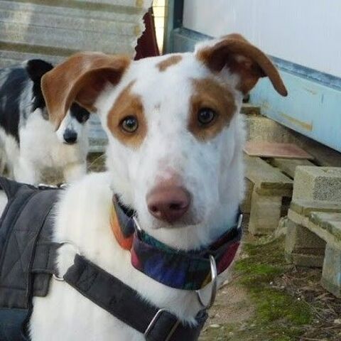 PINCEL💙Petit aventurier cherche grande histoire d'amour 315 24140 Douville