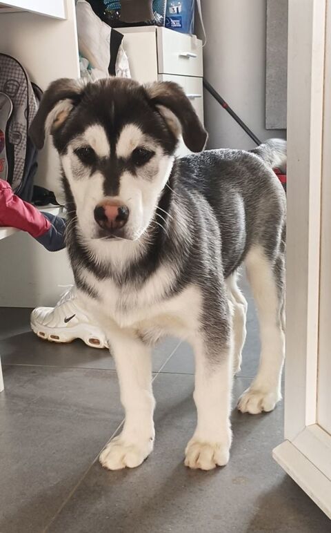 Chiots type husky 400 50800 Bourguenolles