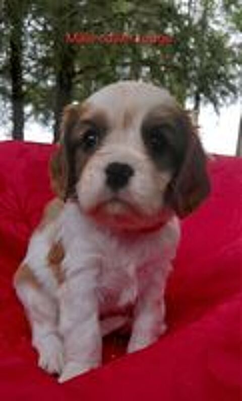   chiots Cavaliers King Charles LOF Prix 1500€ 