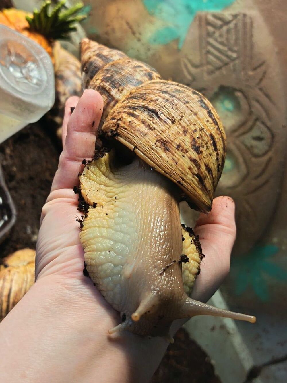 4 Escargots g&eacute;ants africains + terrarium + accessoires Décoration