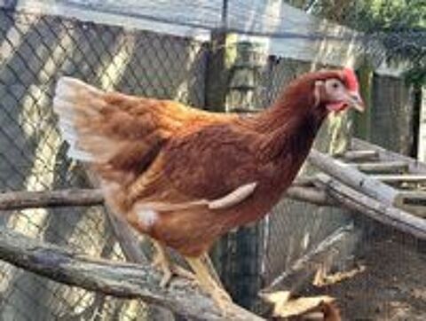   Jeunes poules pondeuses 