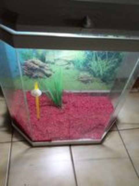   Aquarium  
