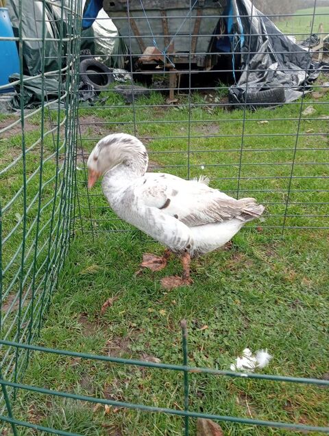 oies et jars 40 76270 Saint-germain-sur-eaulne