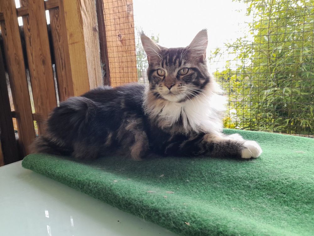   Maine coon 